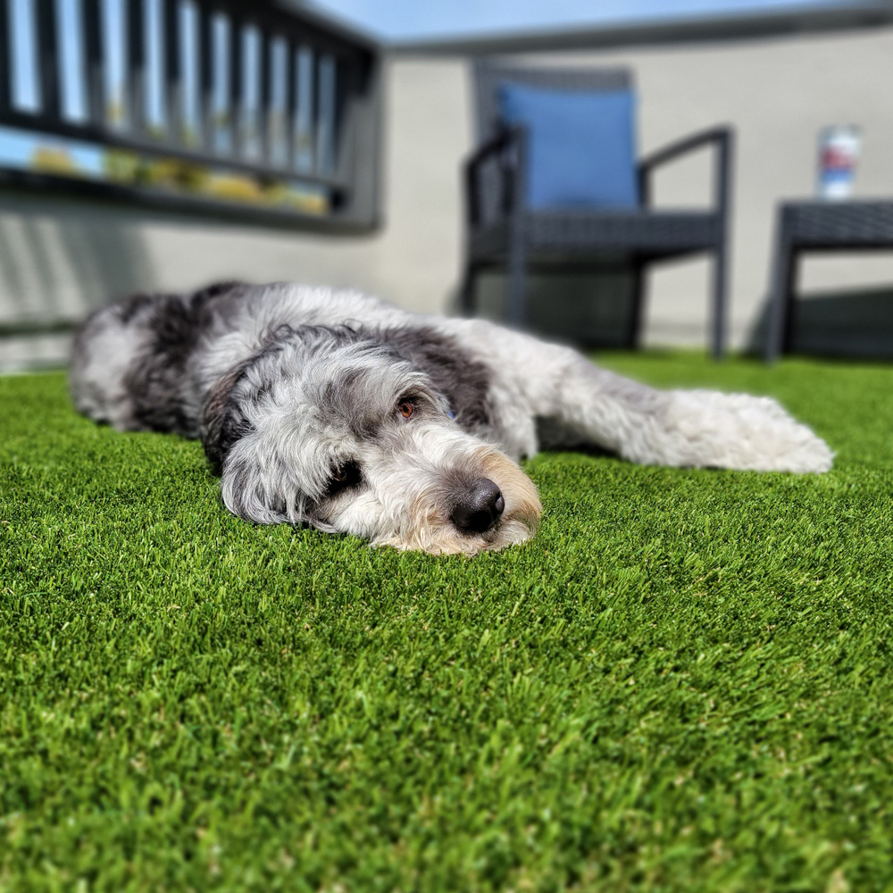 Dog Sleeping on Shawgrass Pet Turf
